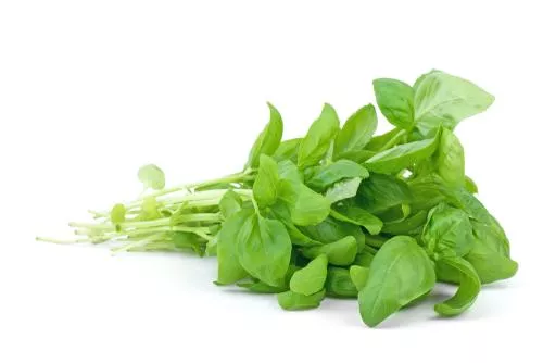 ATADO DE ALBAHACA