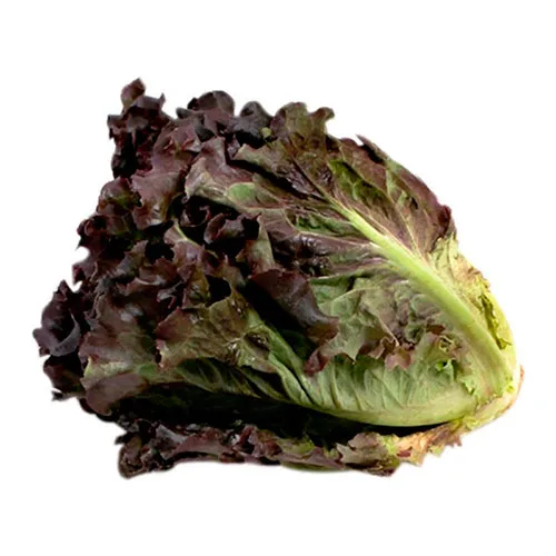 LECHUGA MORADA