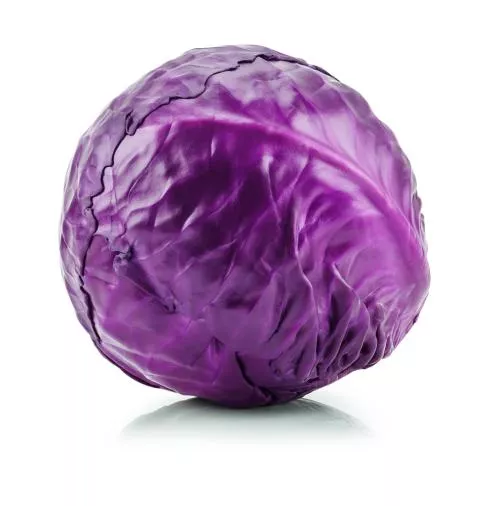 REPOLLO MORADO